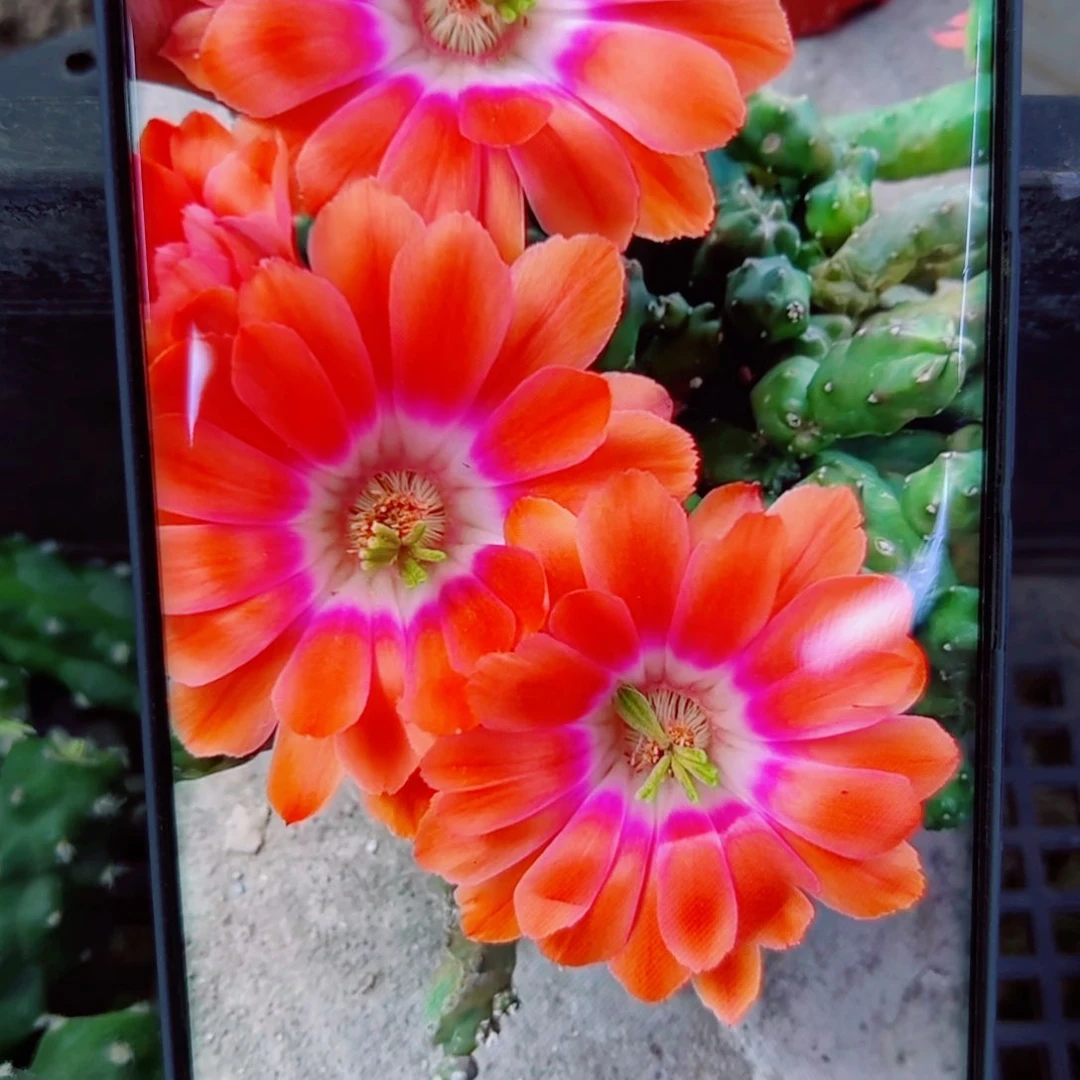 下21橘色水仙2个软无根侧芽3公分左右20包邮