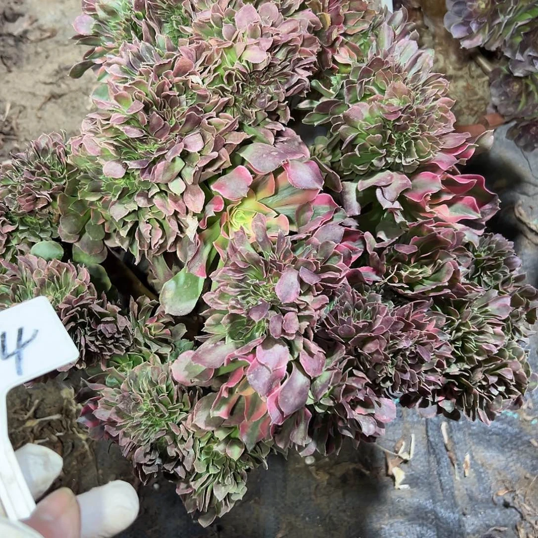 @***李多384肉植物香菲缀花