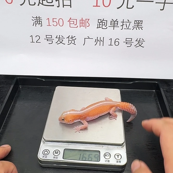 肥尾守宫橘无500包邮搞起来！