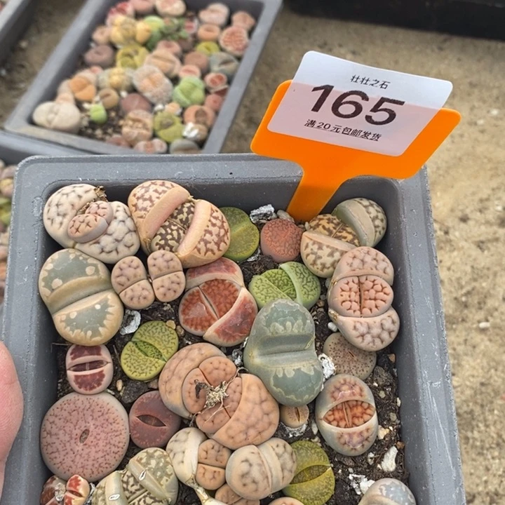 鸿***丁165生石花小苗