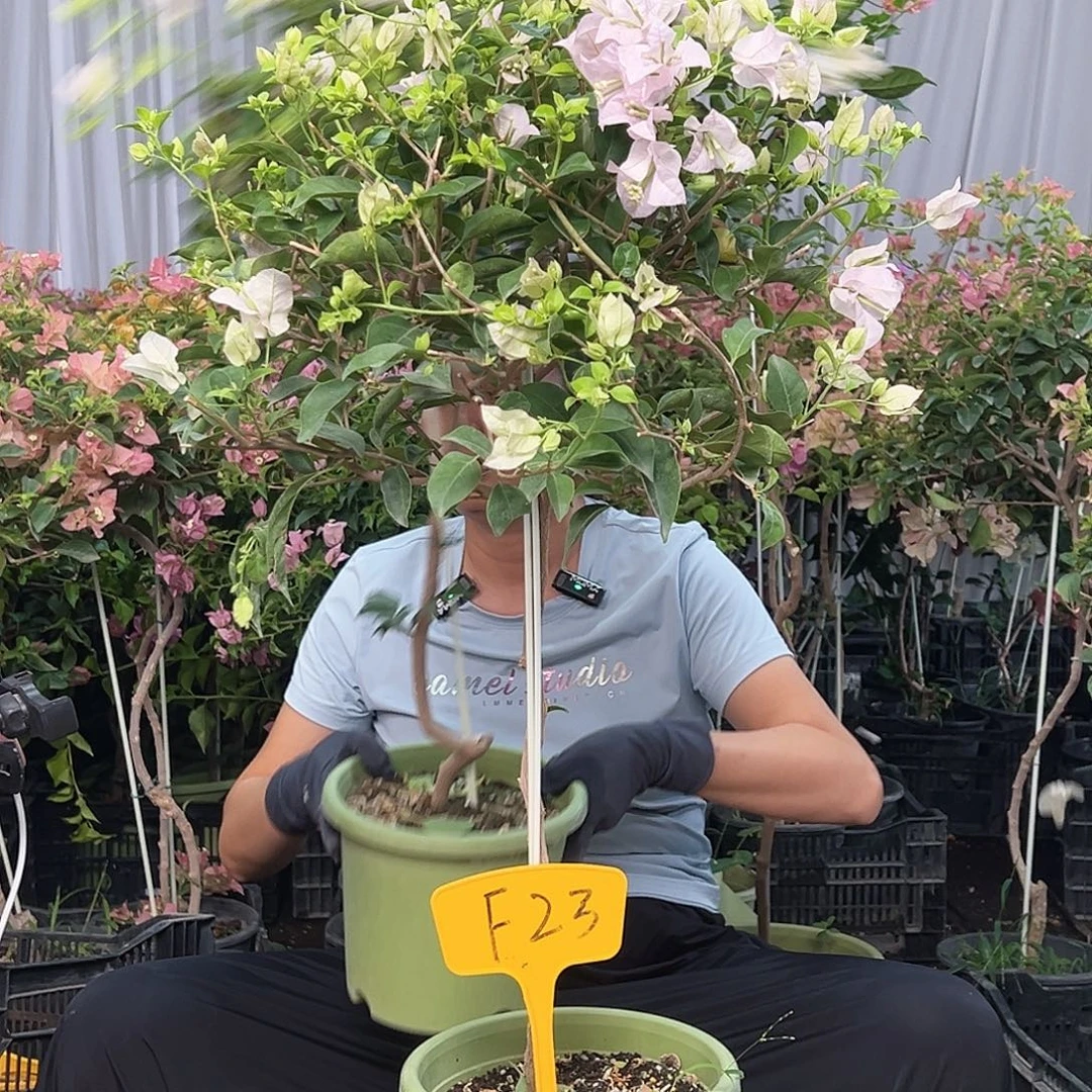 笨***a当前无花栽培后可以开花F23苹果花