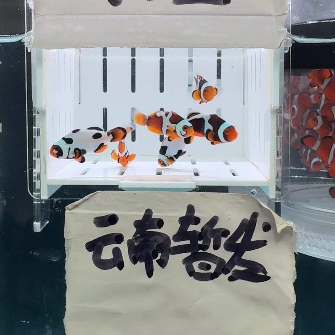 海水鱼6条黑卡小丑鱼