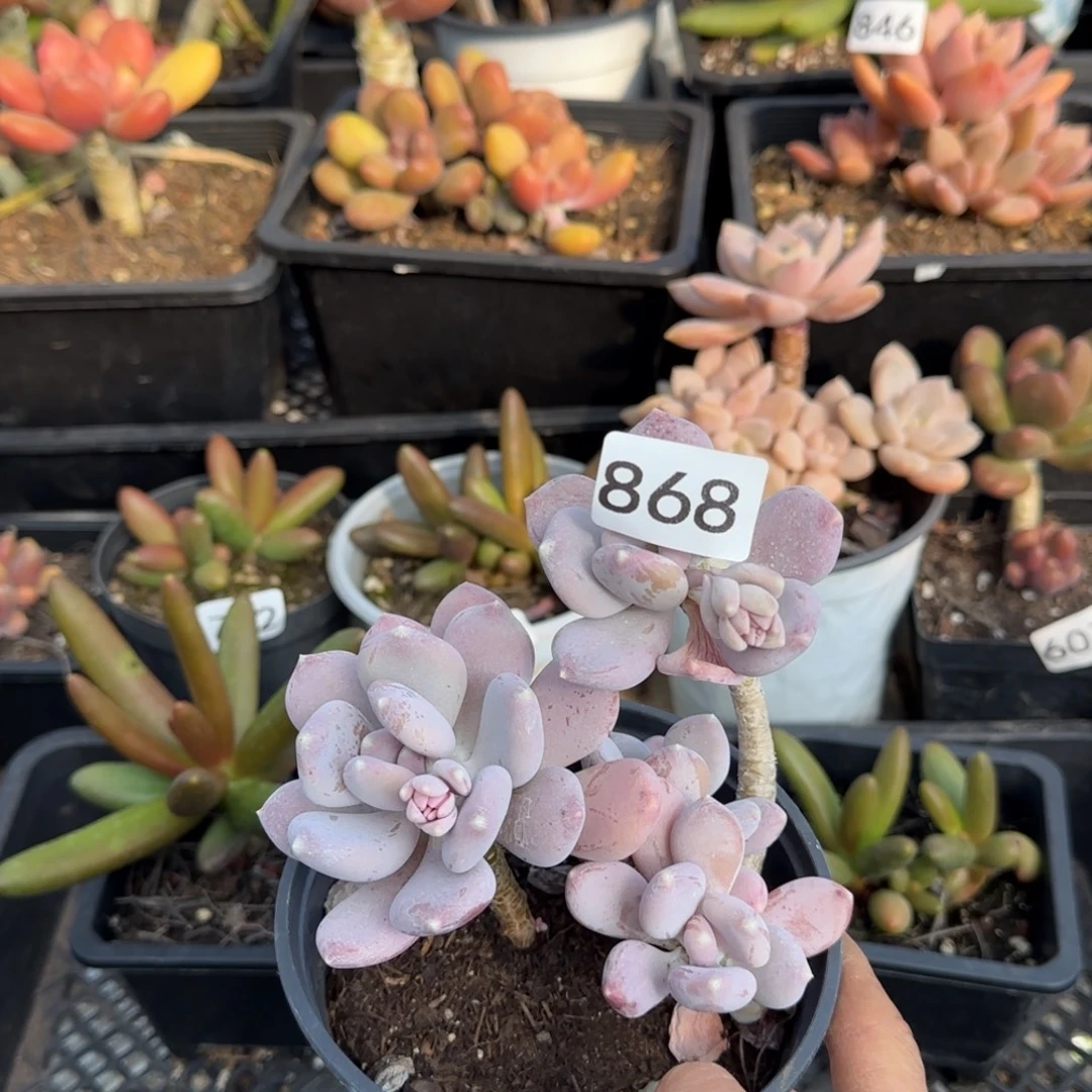 863号 一物一拍一物一拍