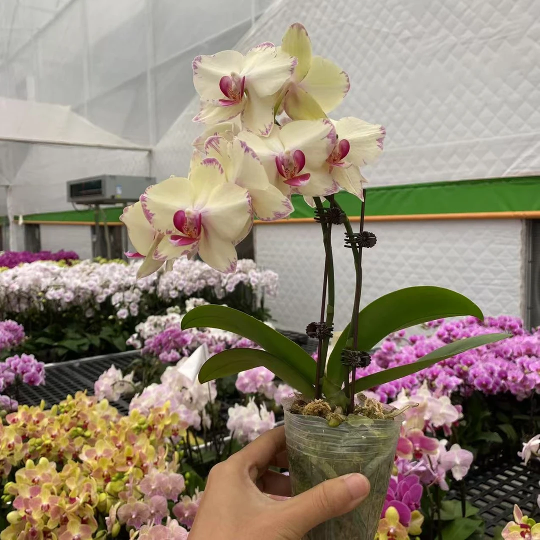 彩虹3号  精品蝴蝶兰 室内精品观赏  真花