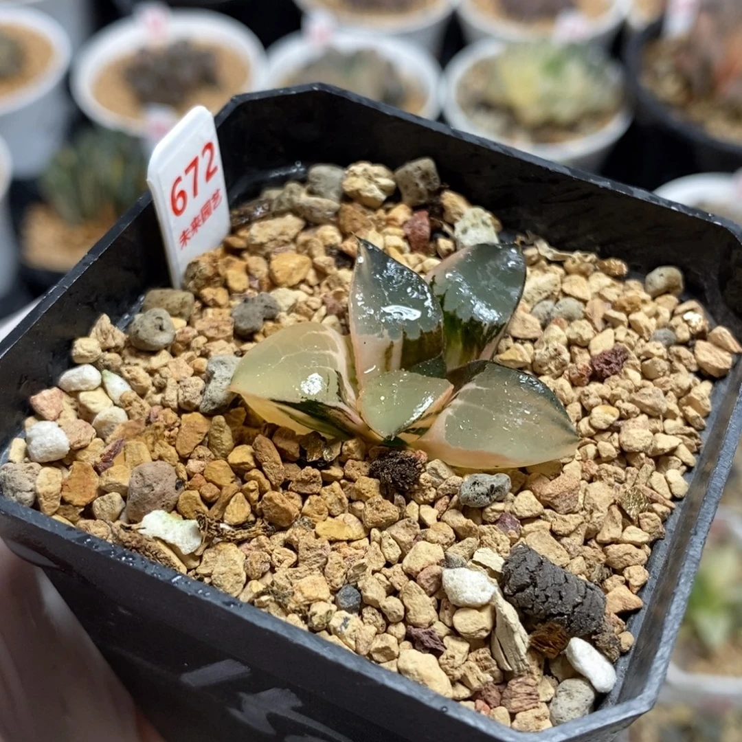 672龙禧克锦一物一图