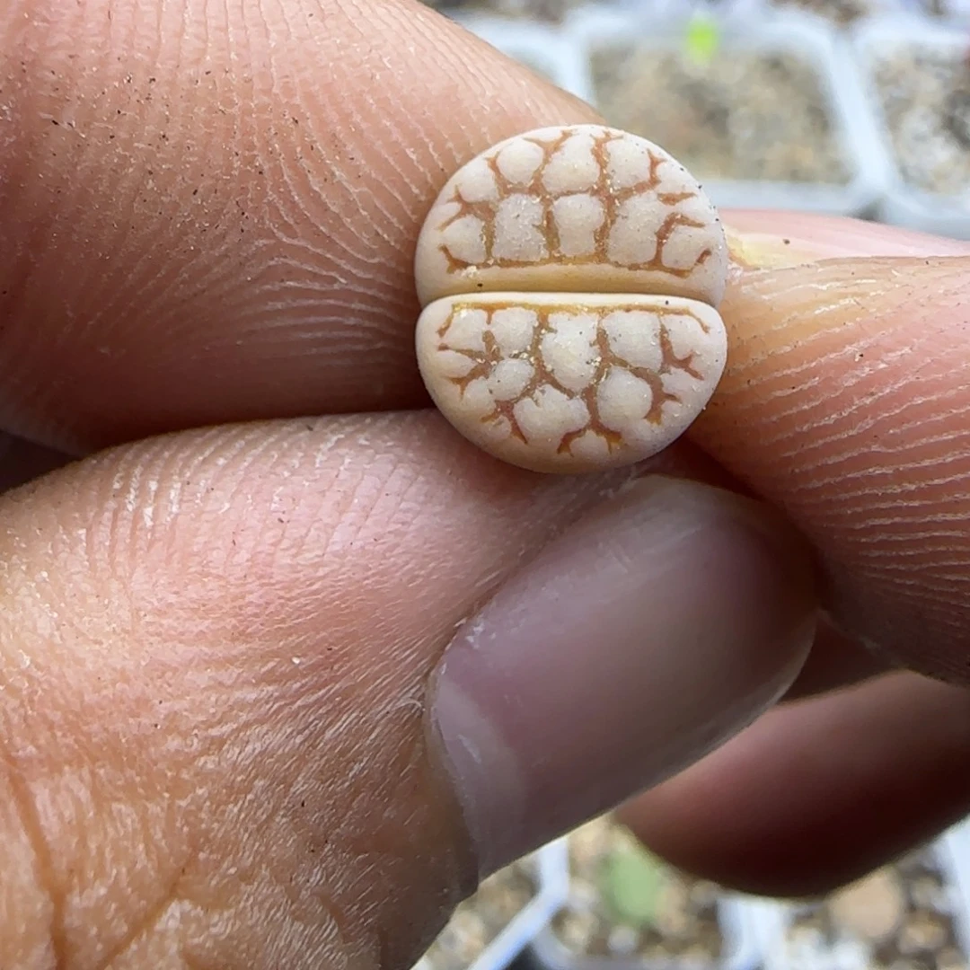 187 生石花大棚直播