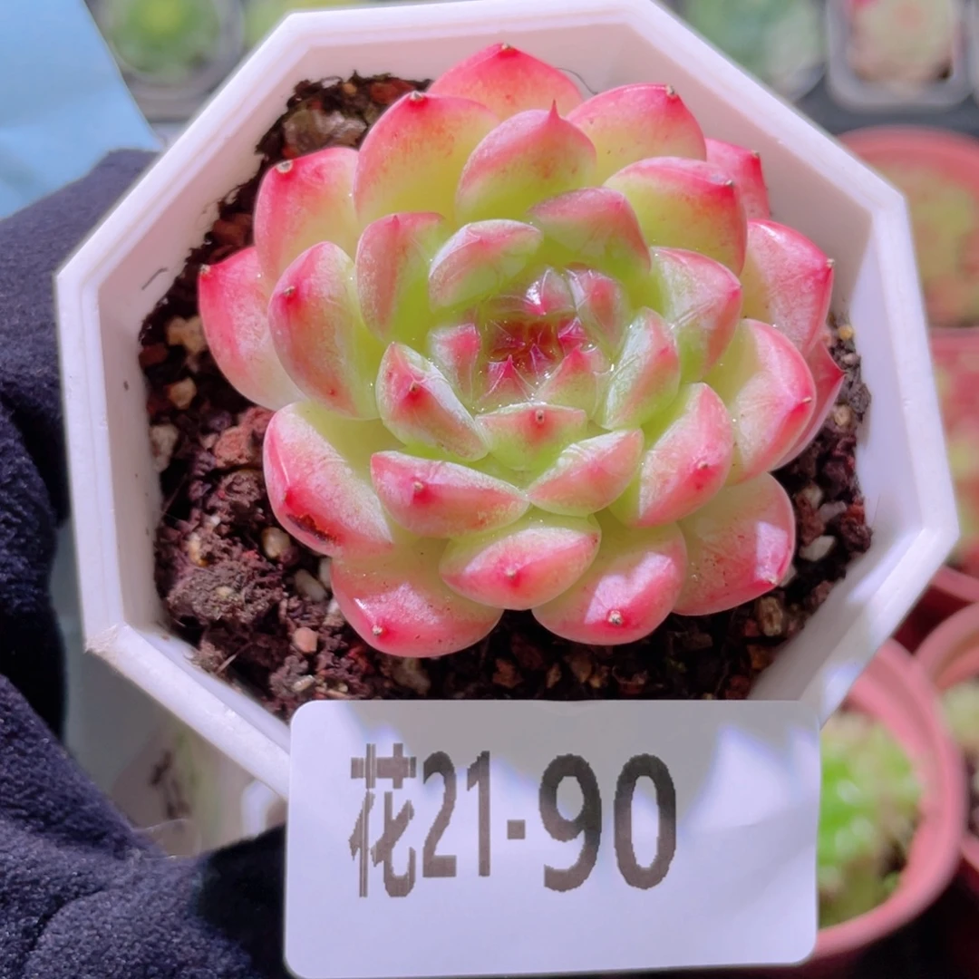 花利美21-90白桃汽水