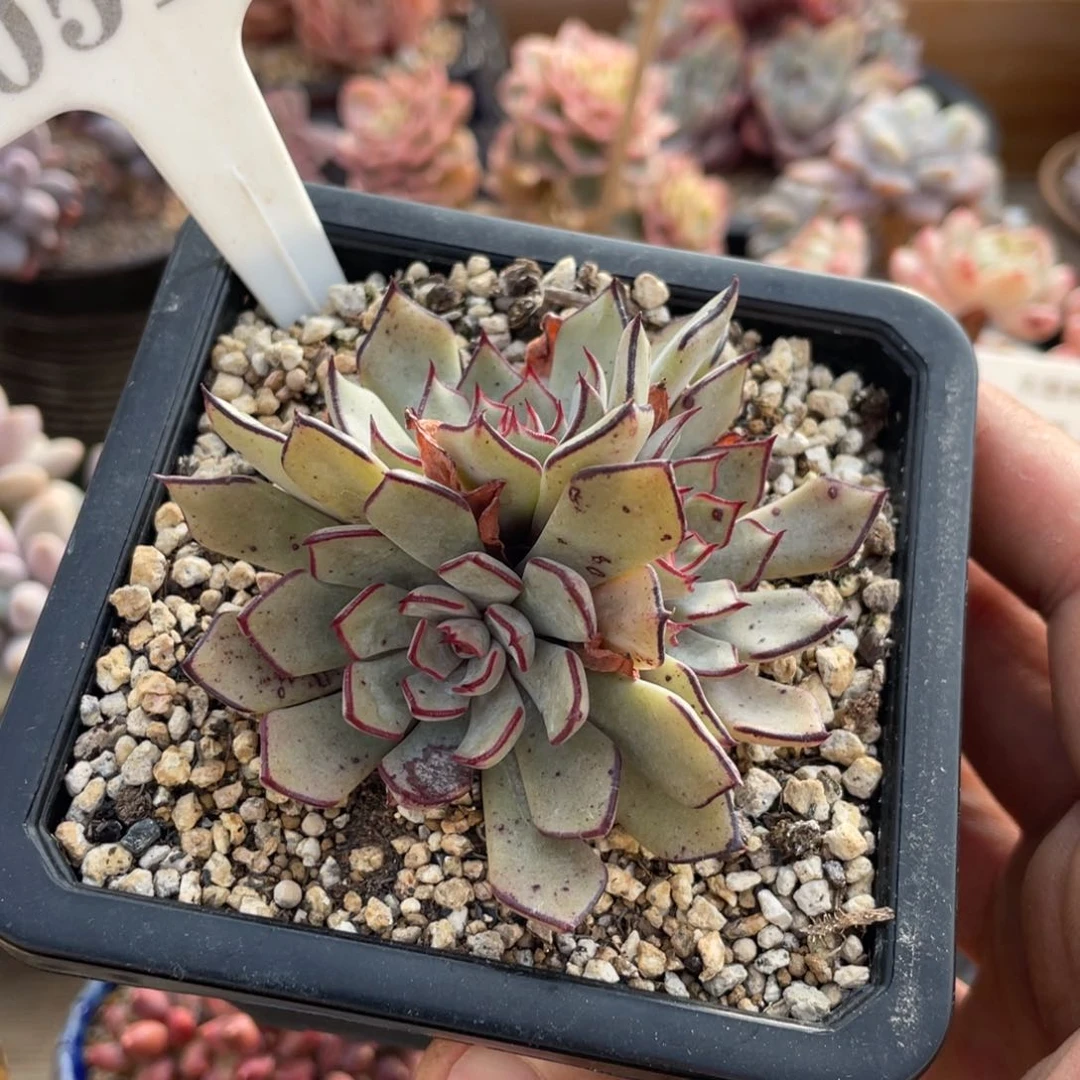 0512剑奇诺娃不带盆7厘米