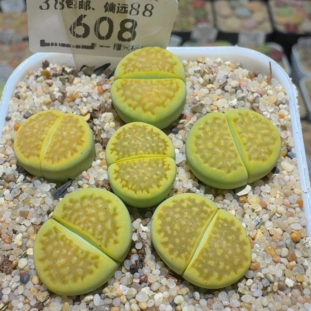 Ssss精品生石花608