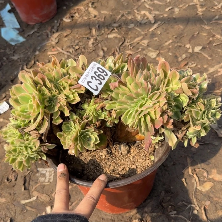 红秀缀……多肉植物……