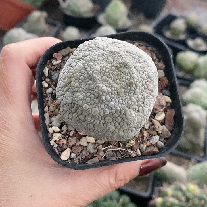 花花草草花花草草