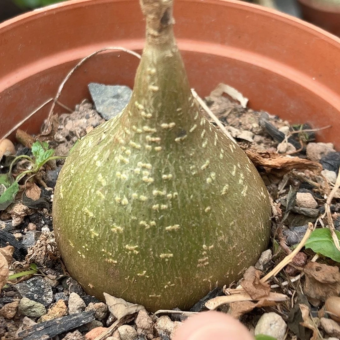潮流植物精品睡布袋，5.8公分