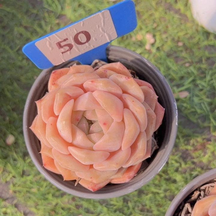 健健康康平平安安