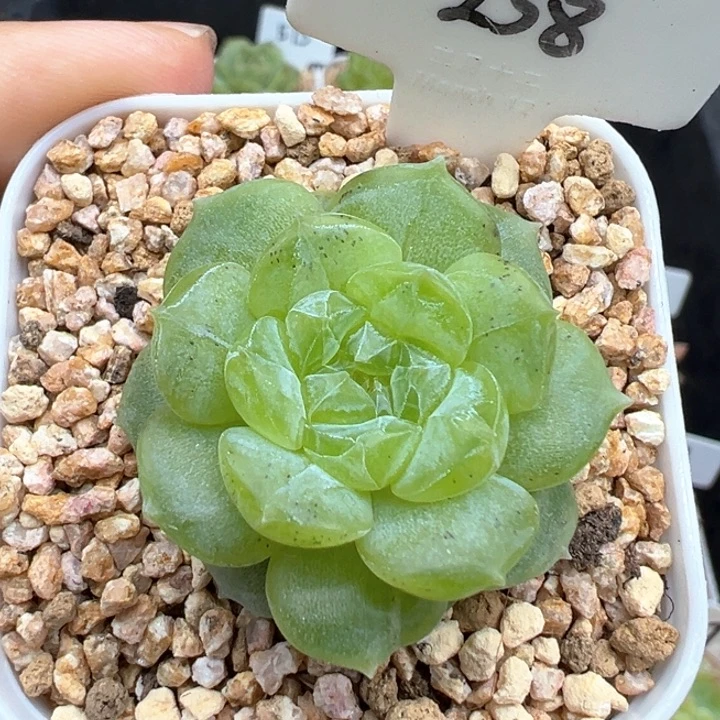 258号风花雪月系列有晒斑