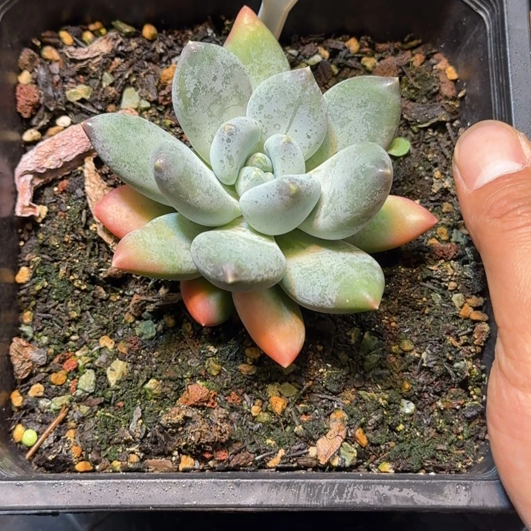 多肉植物七彩三色美人672