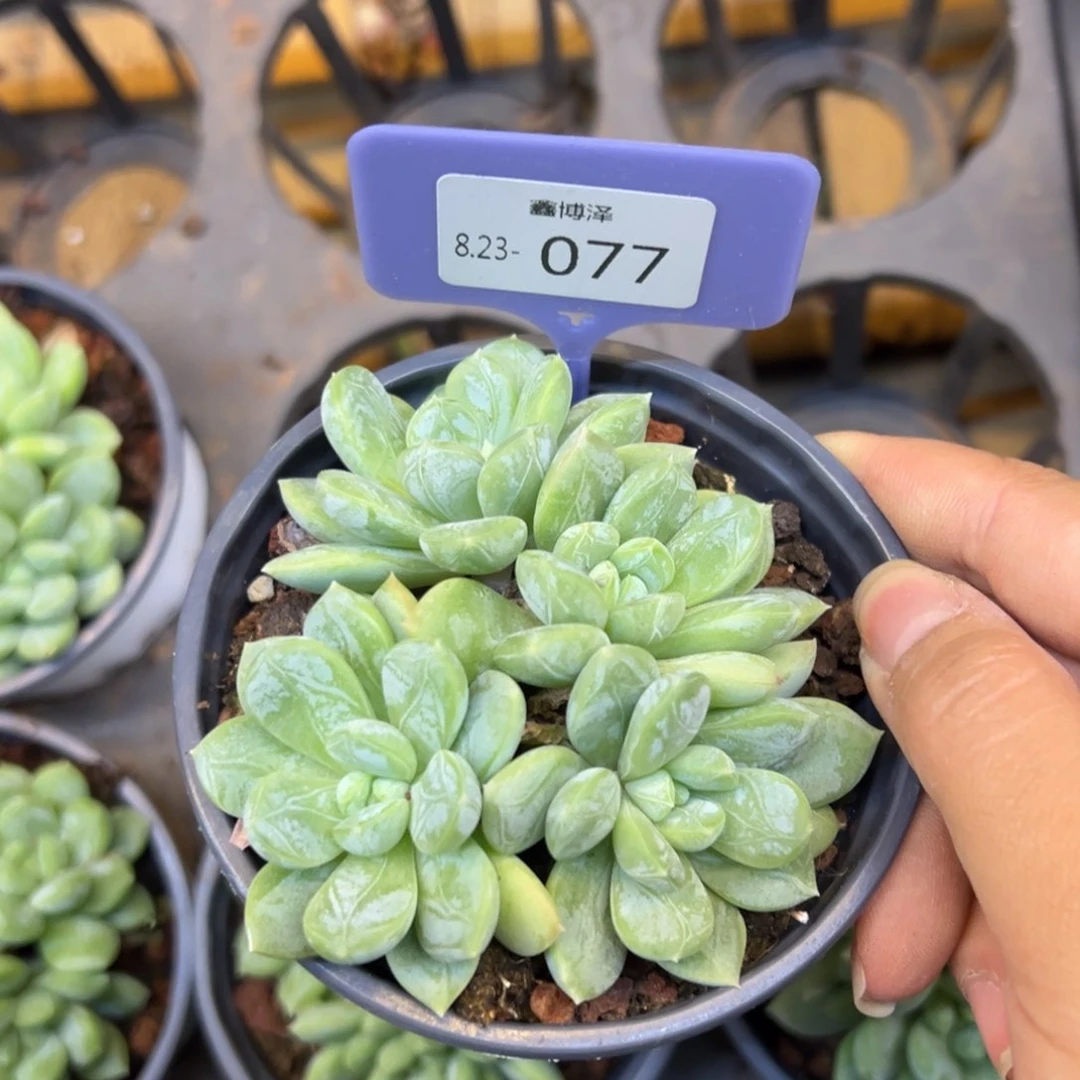 ?****?定向8.23-077