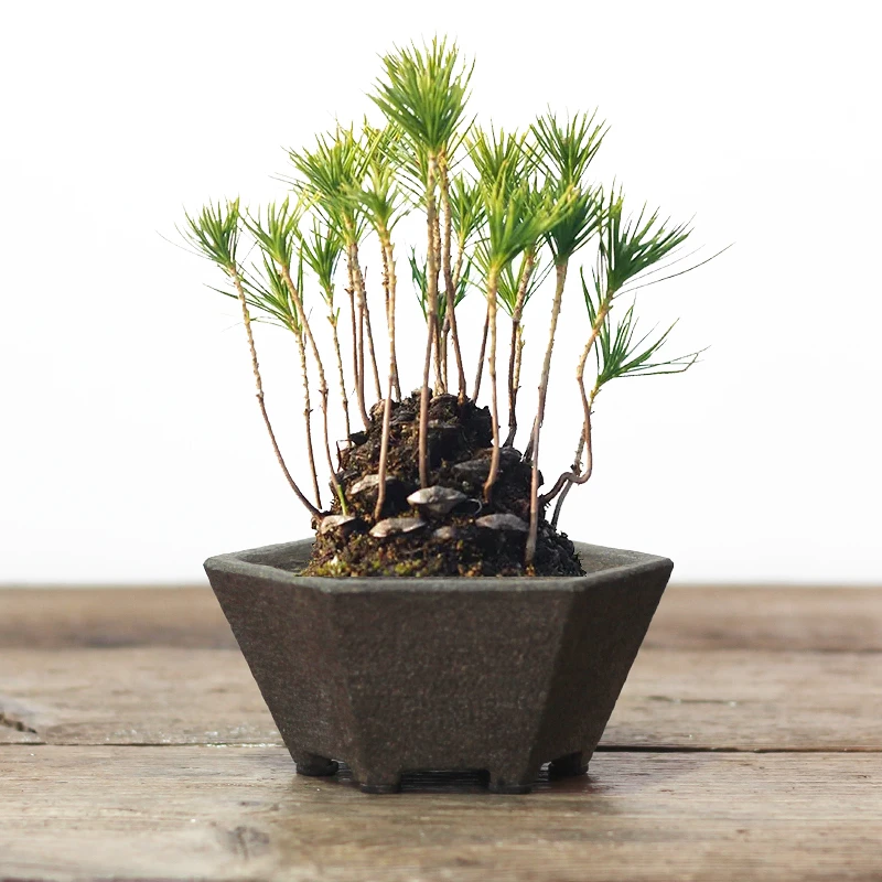 复古小青石盆 菖蒲小盆 红针松果小盆 手工精品天然石头花盆 微盆