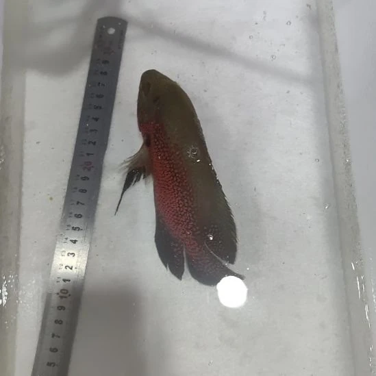 19公分黑地图一条