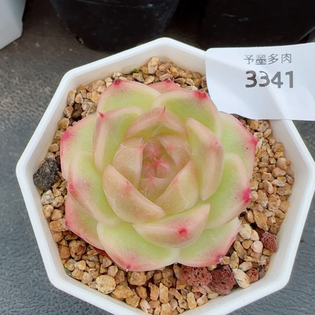 丹霞珍妮，3341多肉植物