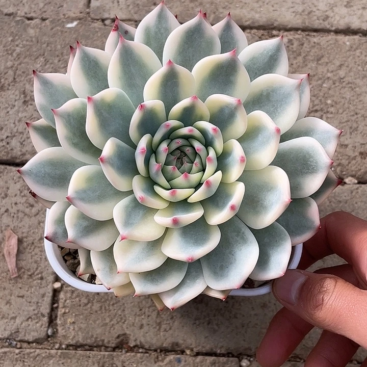 吉娃娃锦一物一拍锦龙