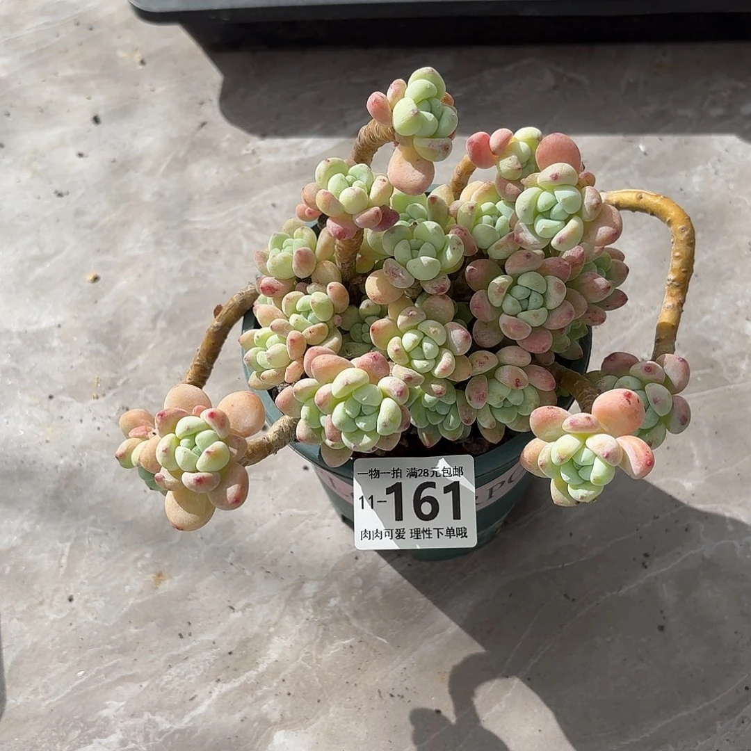 樱花罗琦无盆土发货无盆土发货无