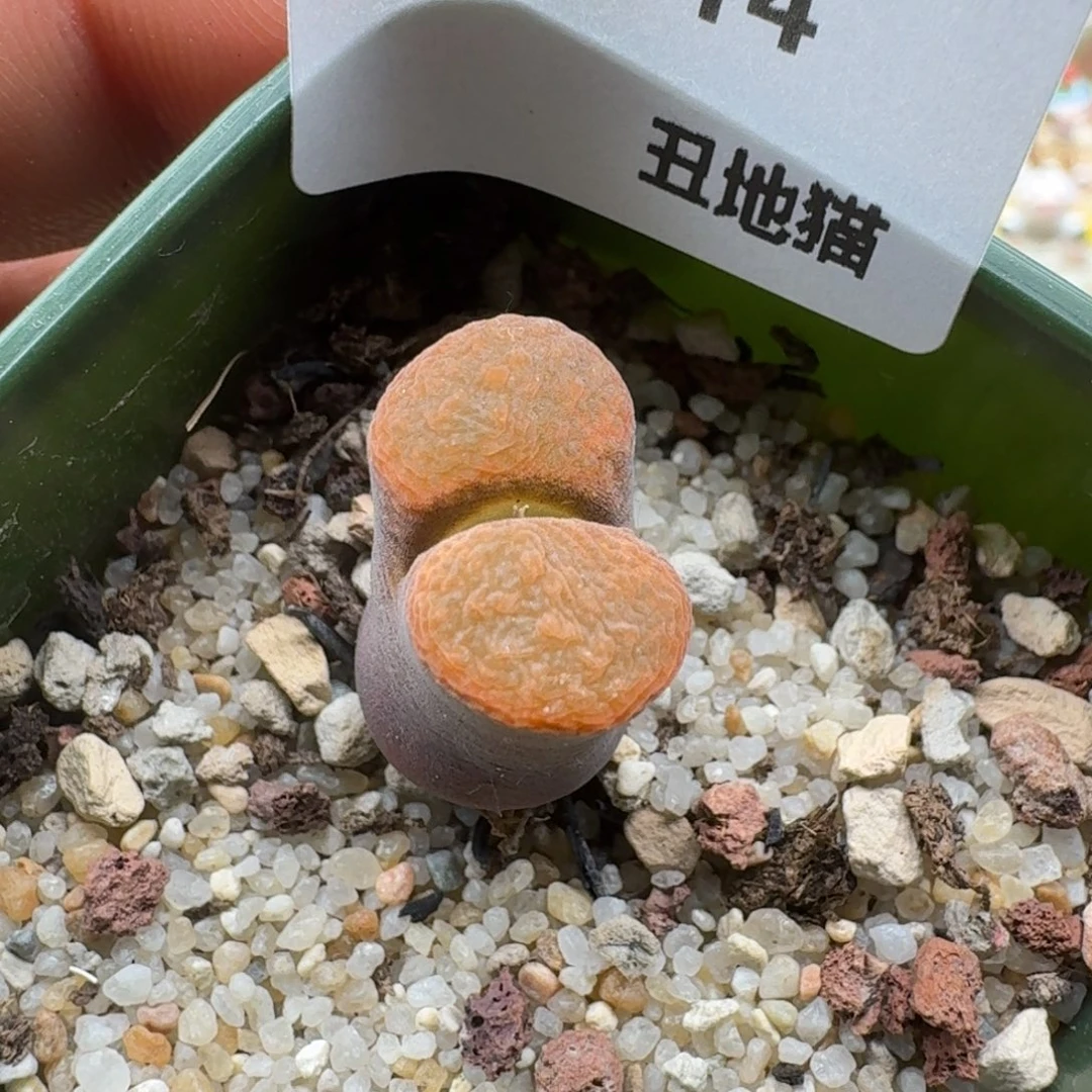 1120-014，1808.4蛋糕风铃