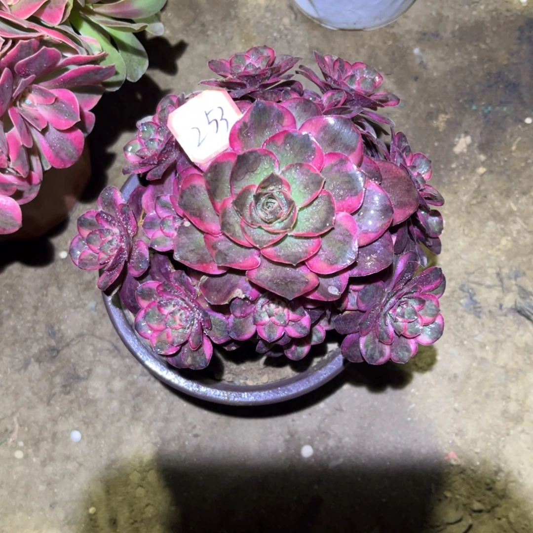 253多肉植物纳福法师