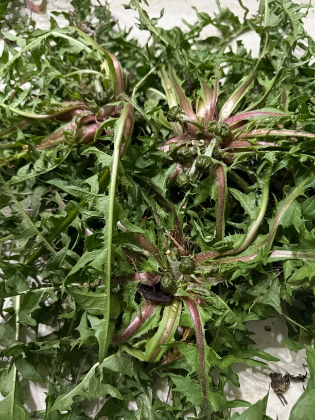 东北野生山野菜婆婆丁大朵老婆婆丁蒲公英现挖现发适合泡水