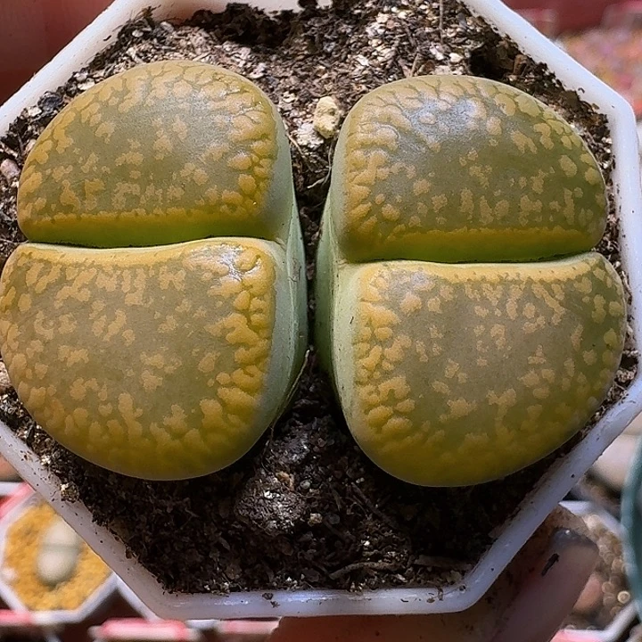 生石花111222。   299
