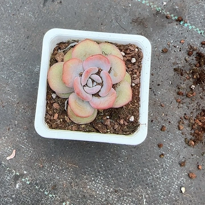 青蛙王子儿童洗发111