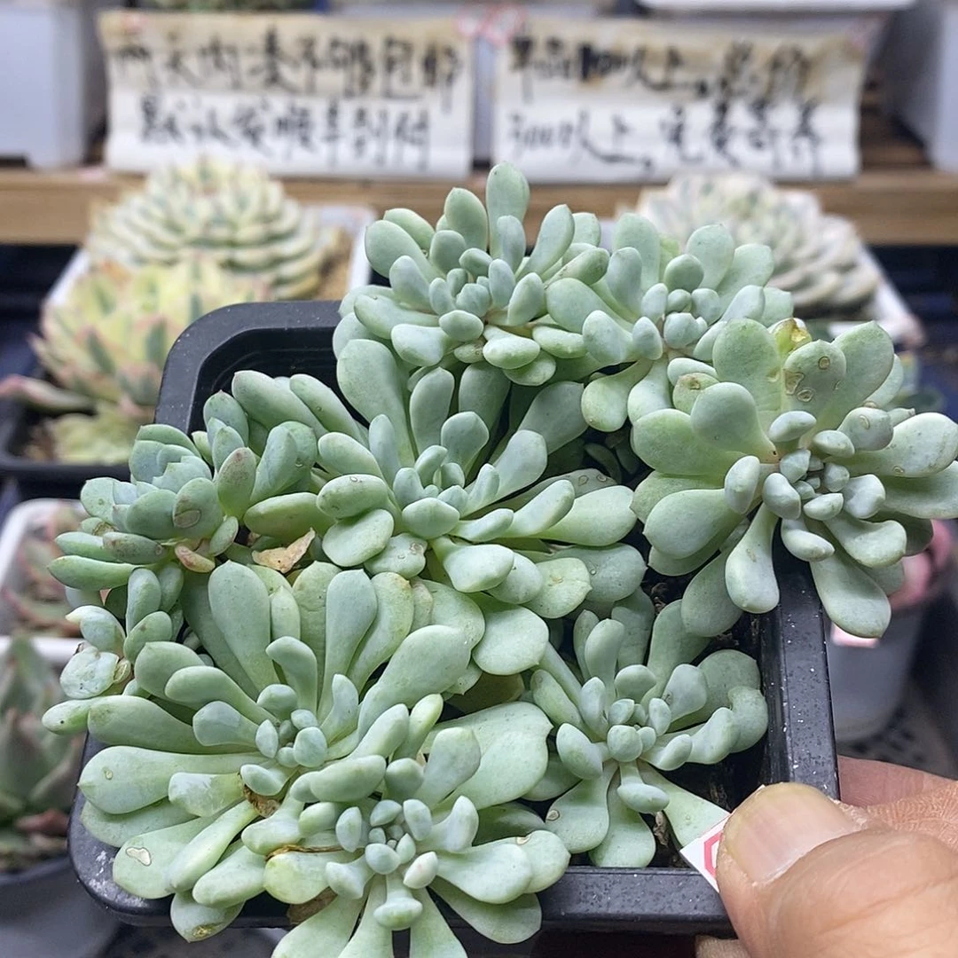 1429 小红蛋锦自然群