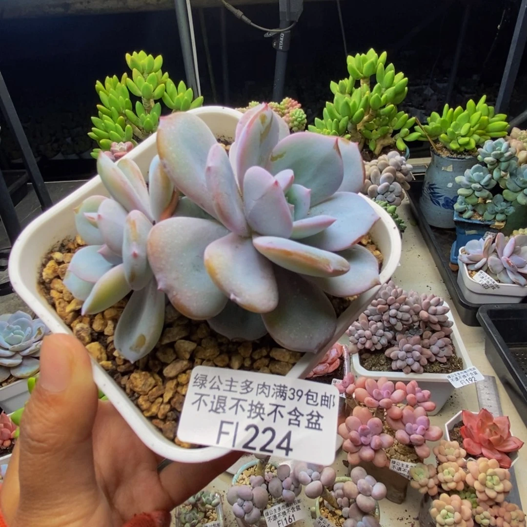 224丸叶奶茶多肉8cm