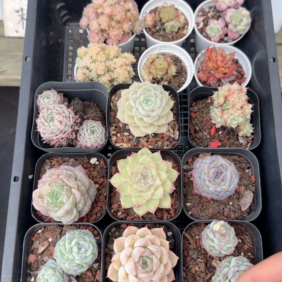 框拍框拍0210-126