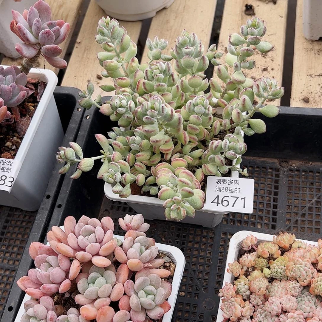 9号用*青我们的确是4671