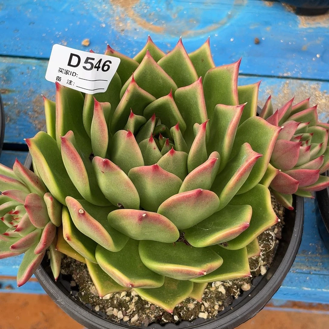 若如东云单拍D546