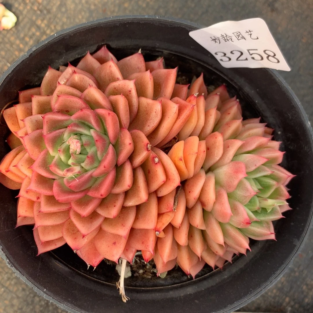 3258杂交精品基地10厘米