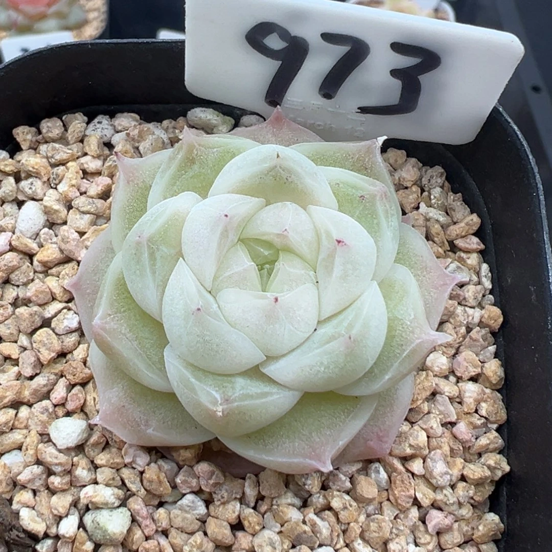 973号梨花白 晗雨多肉