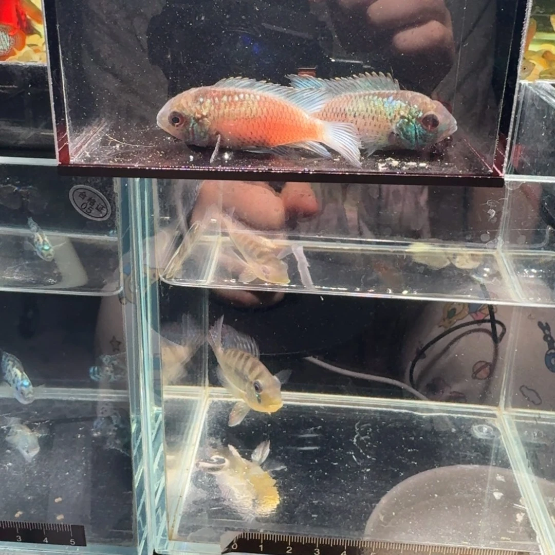 湛蓝宝石6厘米2条