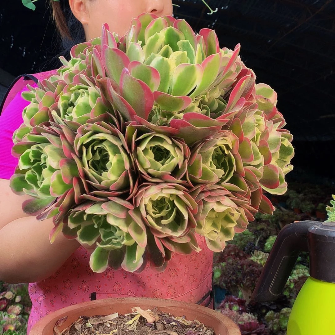 无花朵柒哥多肉法师不包侧断枝 白凤