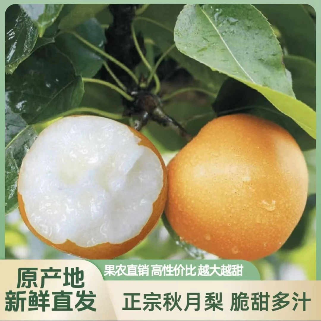 (邮政助农)正宗山东莱阳秋月梨新鲜脆甜多汁细腻无渣产地直发