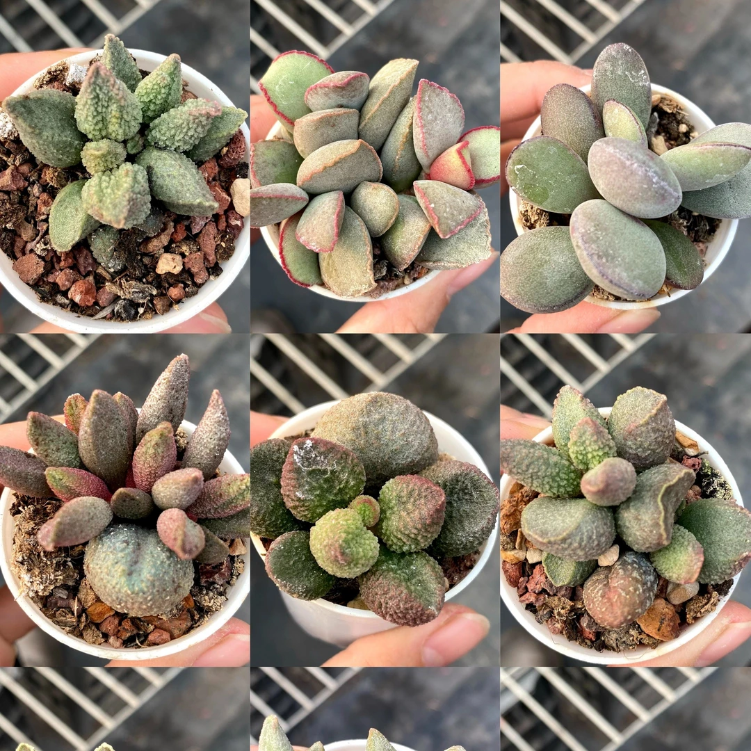 多肉植物*水泡5cm圆盆专拍链接法师迷你多肉盆栽花盆