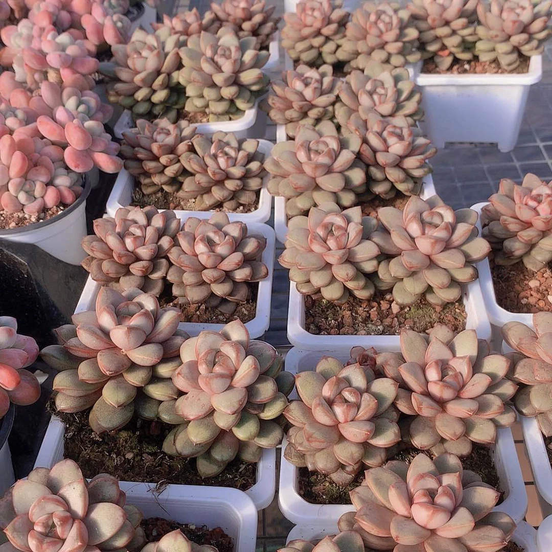 双头大葡萄23467889900000