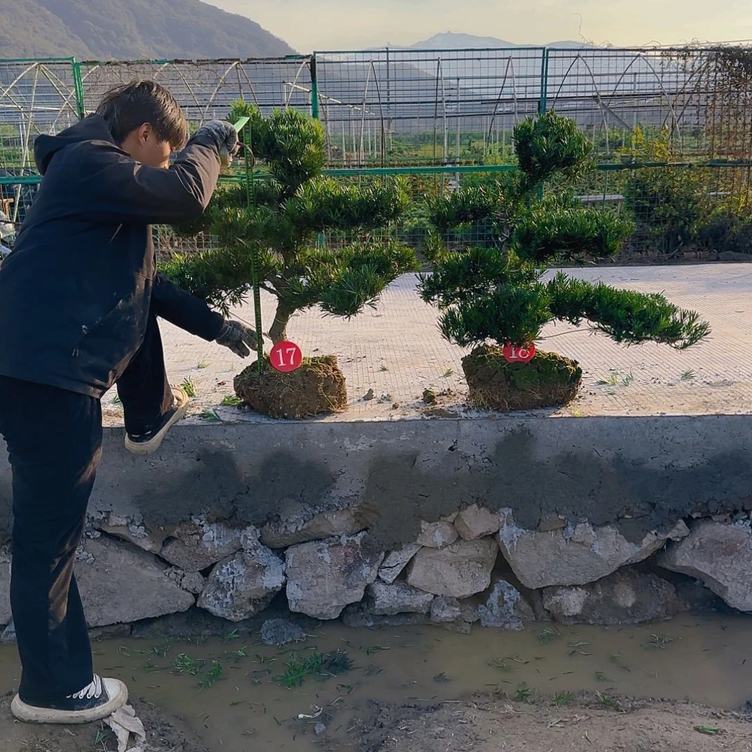 何***爷无花朵罗汉松盆景艺术