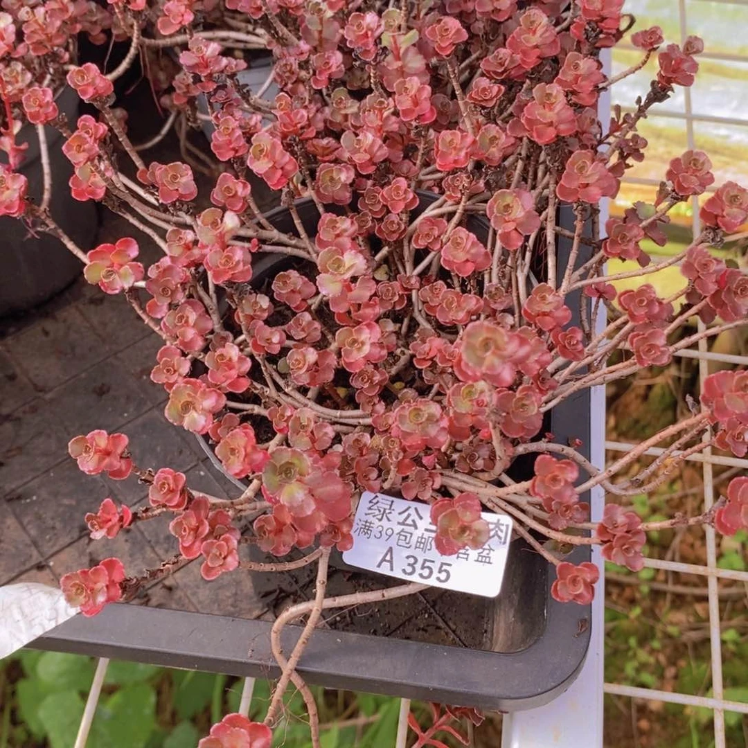 小球玫瑰散拼355多肉植物