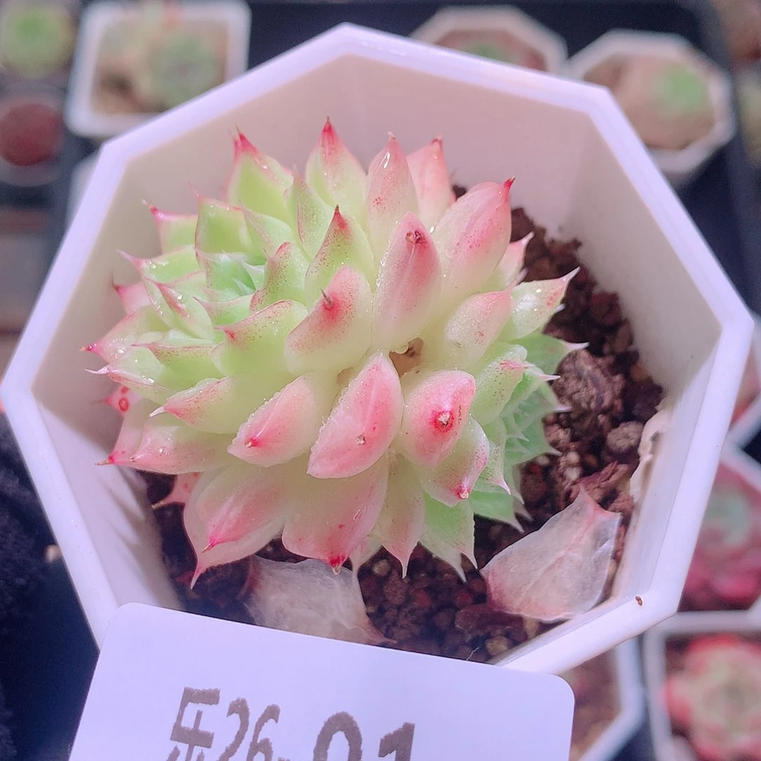 乐然26-91 女王双头