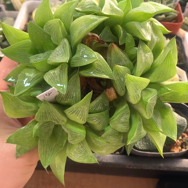 14号帝王寿满18包邮