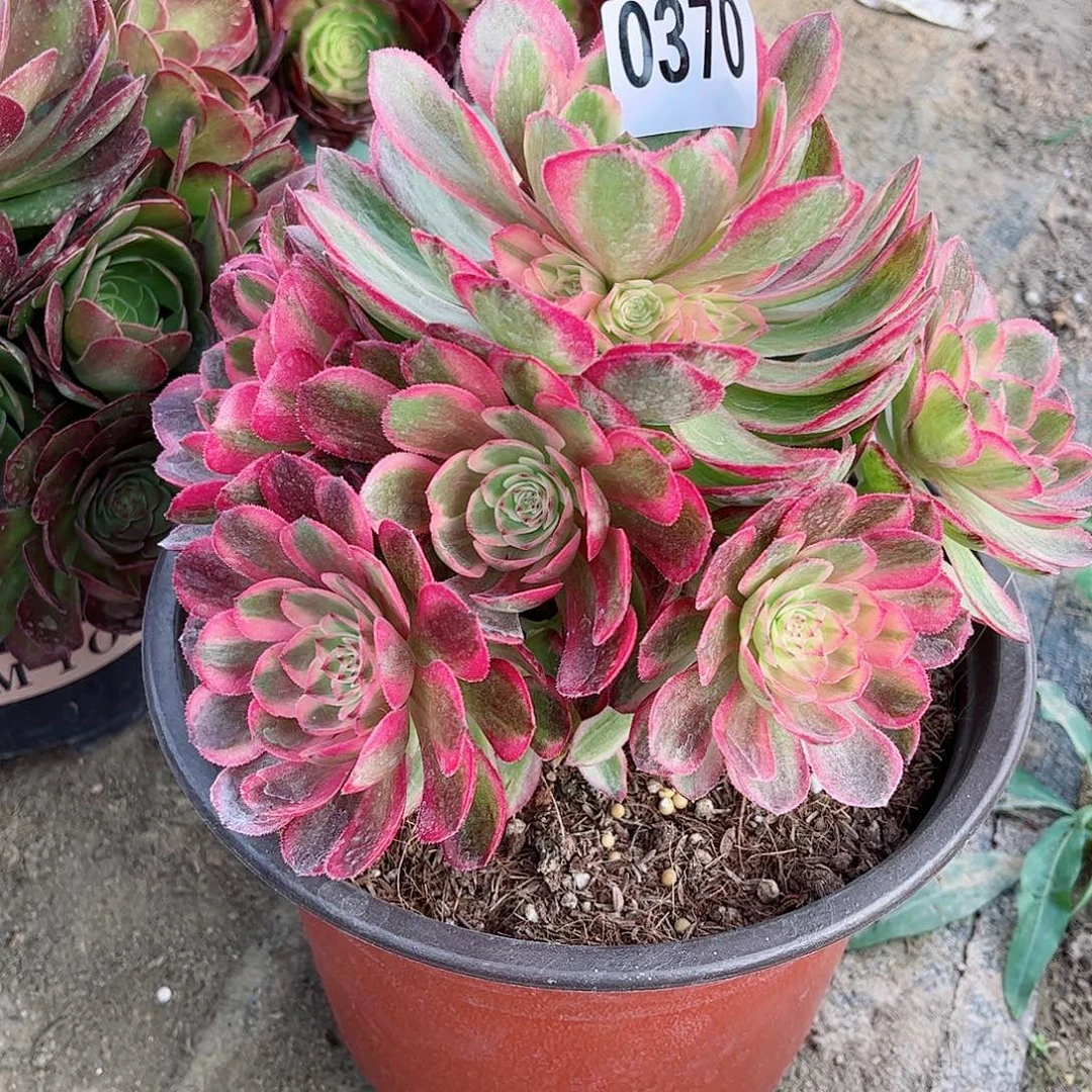 多肉植物荔枝370