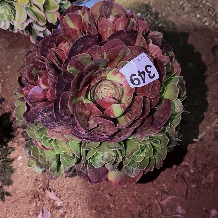 349花月夜多肉植物