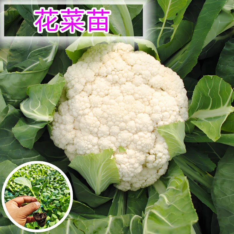 花菜秧苗白菜花青梗松花椰菜种苗批发秧苗易成活阳台地栽蔬菜苗