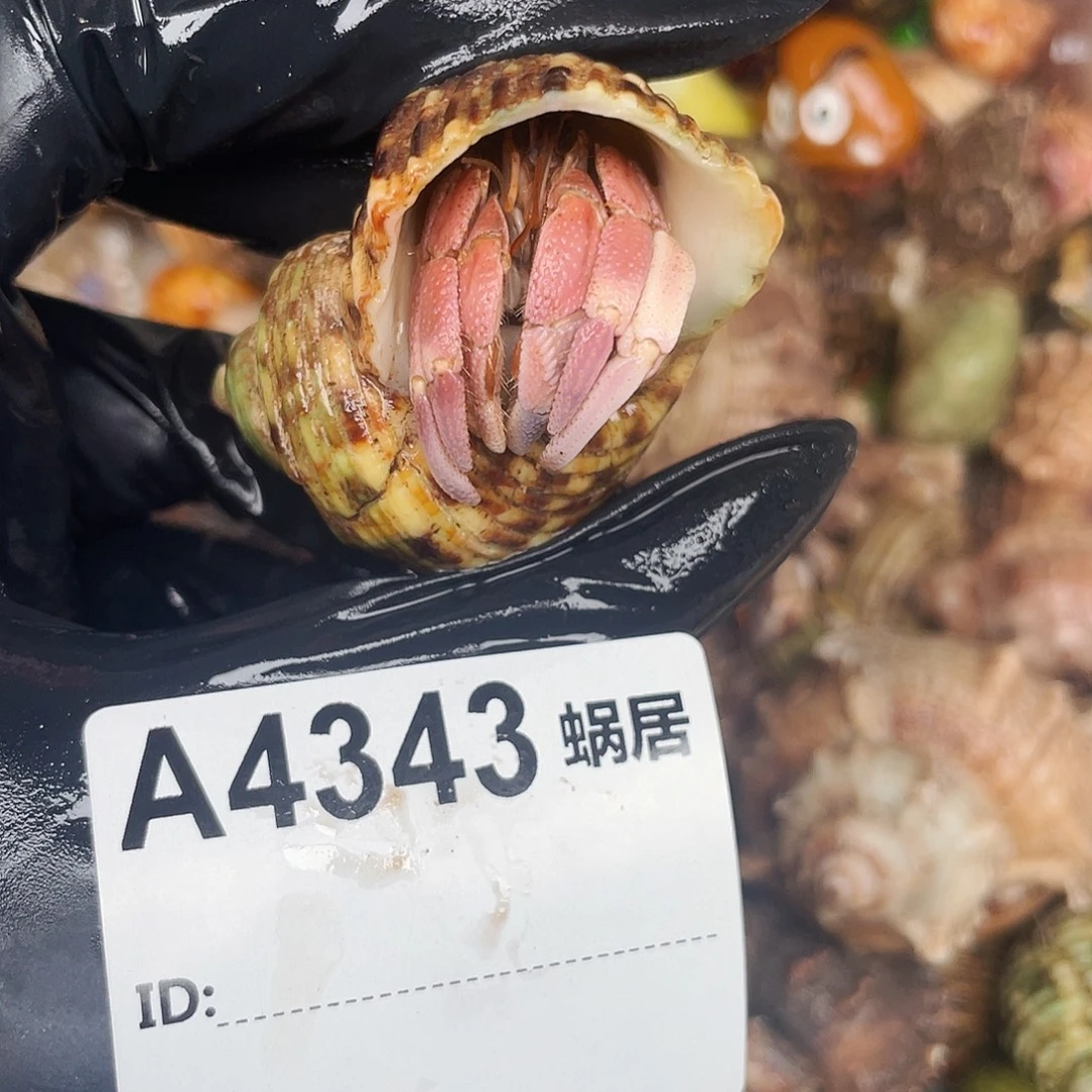 薯***地寄居蟹寄居蟹4343